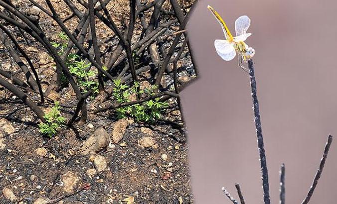 Yanan ormanda ilk hayıtlar filizlendi