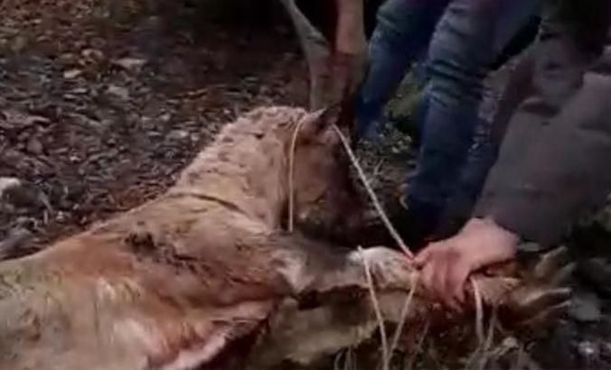 Kaçak avcılar, koruma altındaki yaban keçisini vurdu