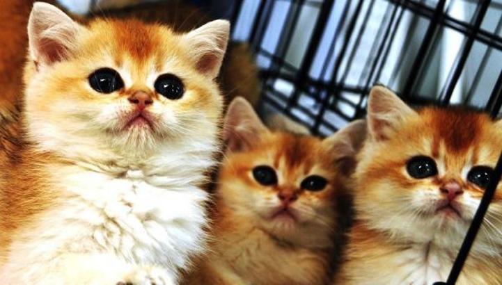 Türkiye’de pet ürünleri pazarı 1 milyar dolar sınırına yaklaştı