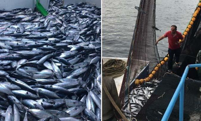 Karadeniz'de 'palamut' kendini gösterdi