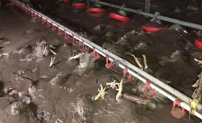 Bartın'da selde 24 bin tavuk öldü