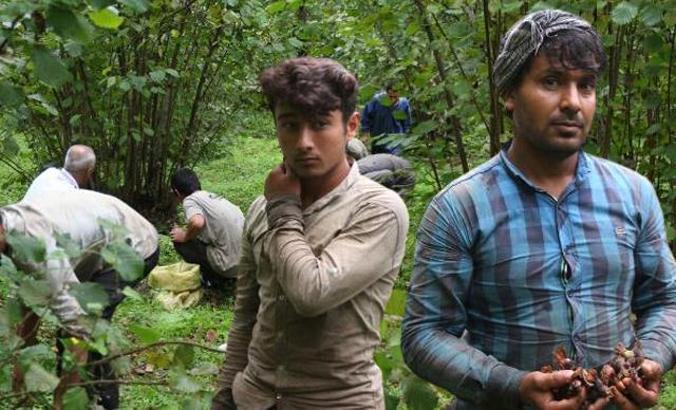 Karadeniz’de fındık hasadındaki Afgan göçmenler, ülkelerinde barış istiyor