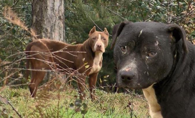 Ormanlar yasaklı ırk köpekler ile doluyor