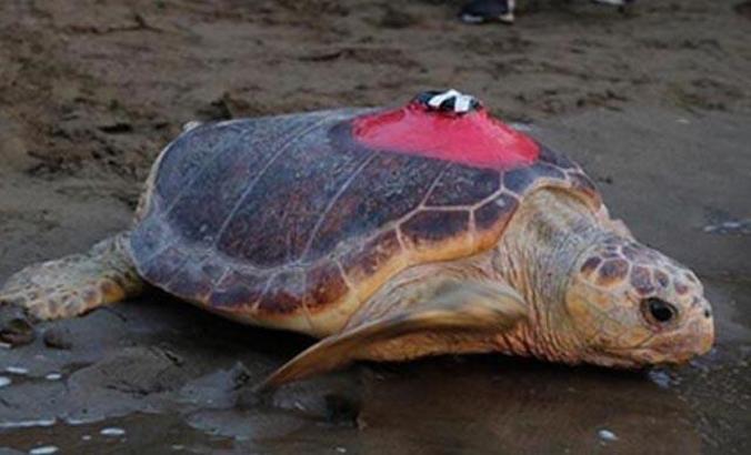 Caretta Tuba 15 bin kilometre katetti, 6 milyon kişi izledi