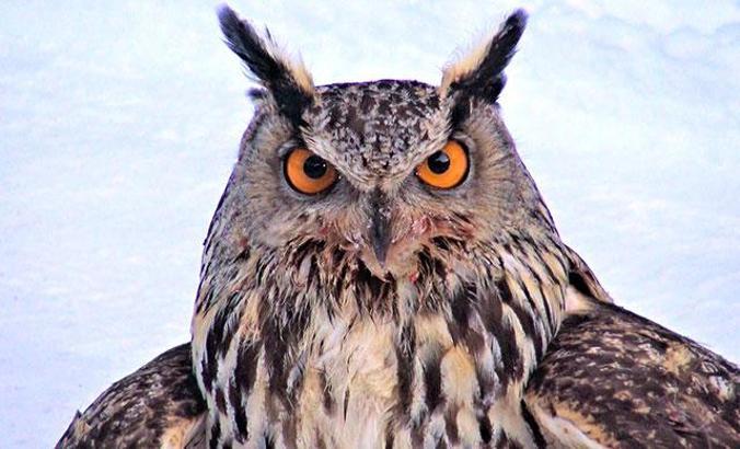 Soğuktan bitkin düşen puhu kuşu, rehabilite edilip doğaya salındı