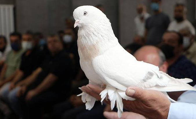 'Şebap' güvercinler otomobil fiyatına