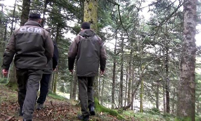 Bolu ormanlarında 'çam ağacı' nöbeti