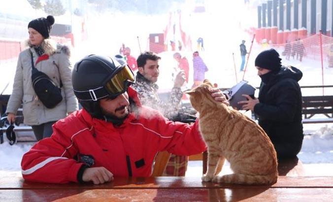 Sokak kedisi 'Havuç', Palandöken'in maskotu oldu