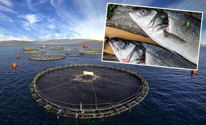 Aydın Su Ürünleri Yetiştiricileri Birliği Başkanı: Levrek tüketiminde risk yok