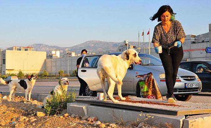 Sokak hayvanları otomobilinden tanıyor