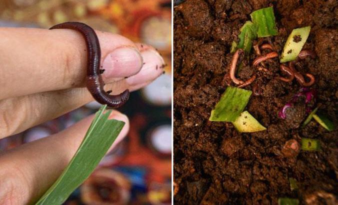 1000 solucanlı geri dönüşüm kutusu