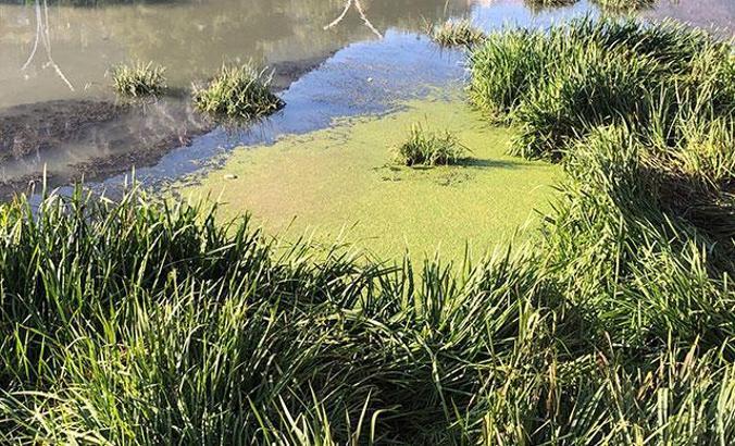 Yeşilırmak'ta tehlikeli yeşillik