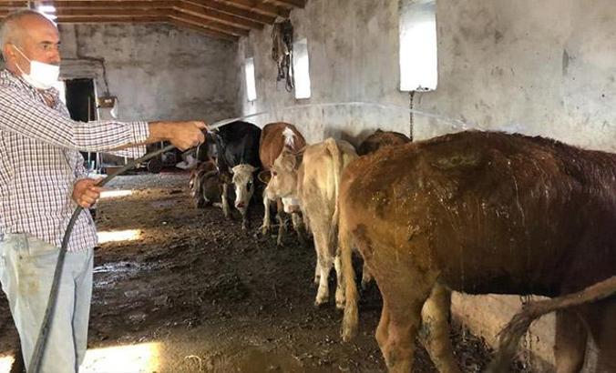 Zehirlenen hayvanlarına yoğurt yedirip, soğuk suyla yıkadılar