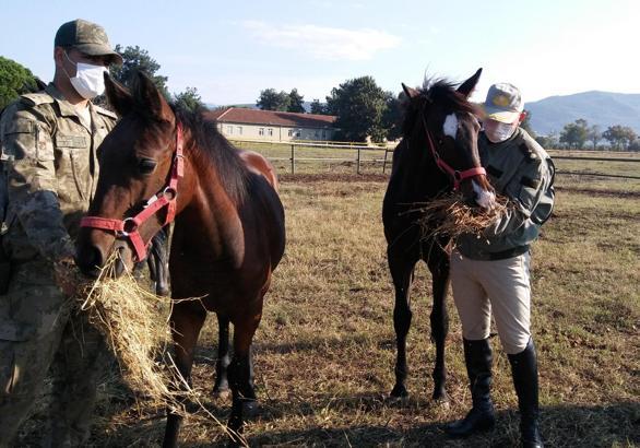 Resmi törenlerde görev alan atları yetiştiriyorlar