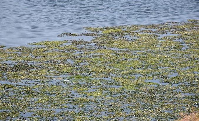 İzmir Çakalburnu Lagünü deniz maruluyla kaplandı