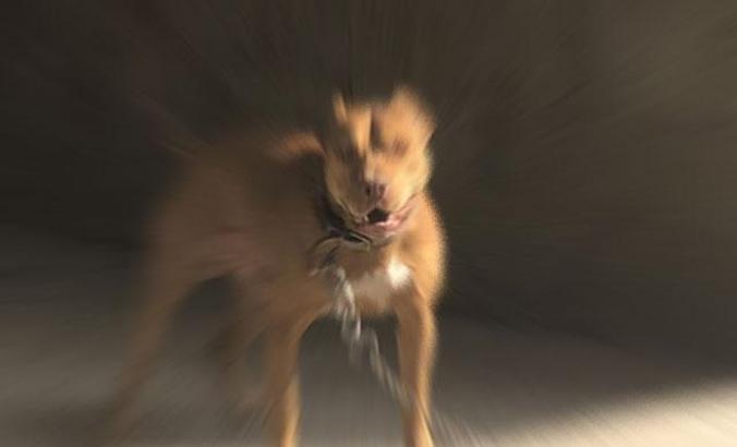 Yargıtay’dan Pitbull kararı: En ağır cezayı gerektirir, ‘taksirle yaralama’ suçundan mahkumiyet verilsin