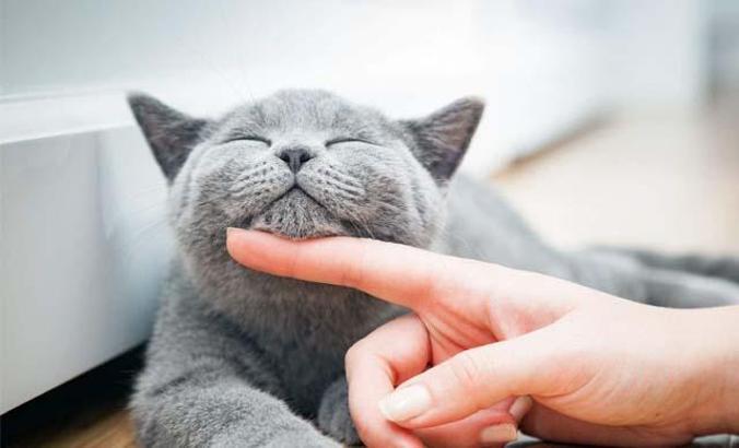 "Kediler 9 canlı değildir; yüksekten düşmeler ciddi sorunlara yol açabilir"