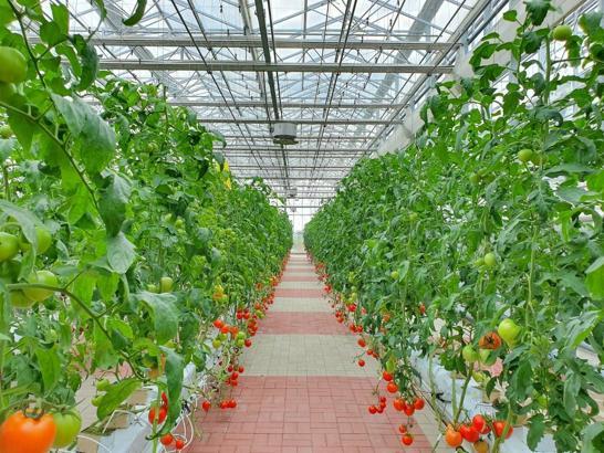 'Gıda sorunuyla topraksız tarım yöntemiyle mücadele edilebilir'