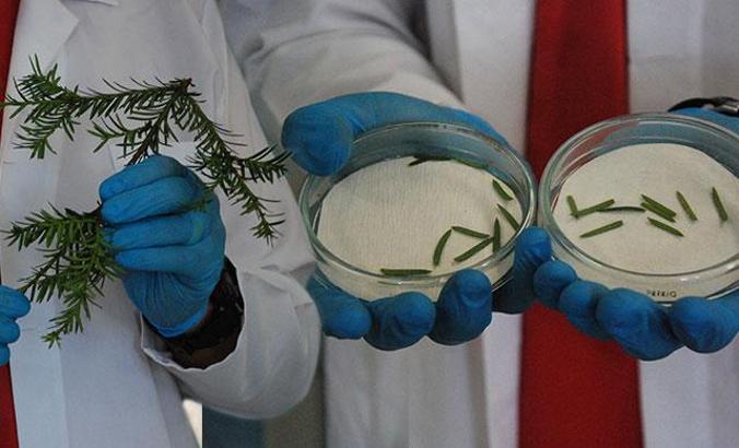 Kanser ilacı üretiminde kullanılan madde, porsuk ağacında tespit edildi