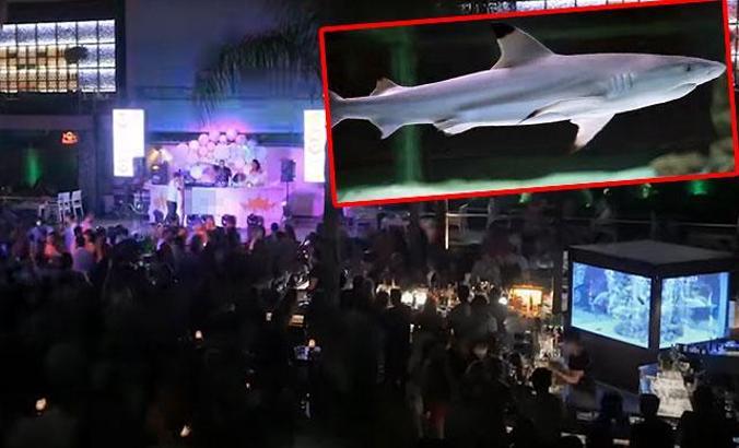 Diskotekteki köpek balığı için nakil kararı