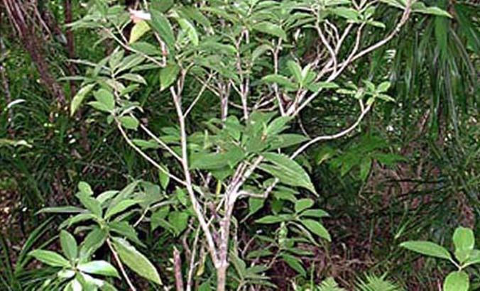 Samoa Adası’nda yetişen Ibuprofen kadar etkili bitki: Matalafi