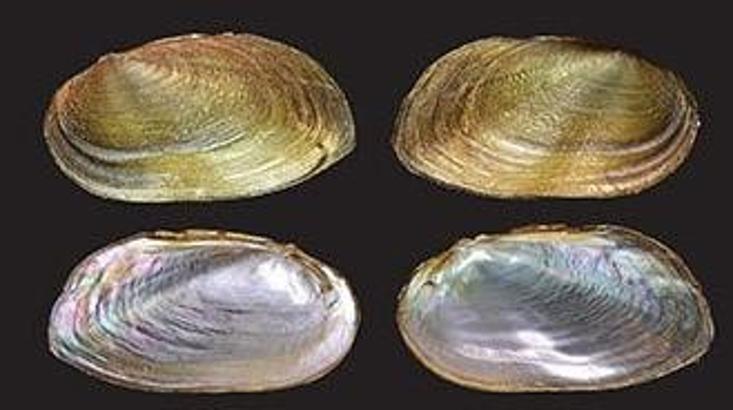 Malezya’da iki yeni tür ve bir yeni cins ‘tatlı su midyesi’ bulundu