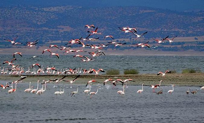 Flamingolar, suyu azalan Burdur Gölü'nde