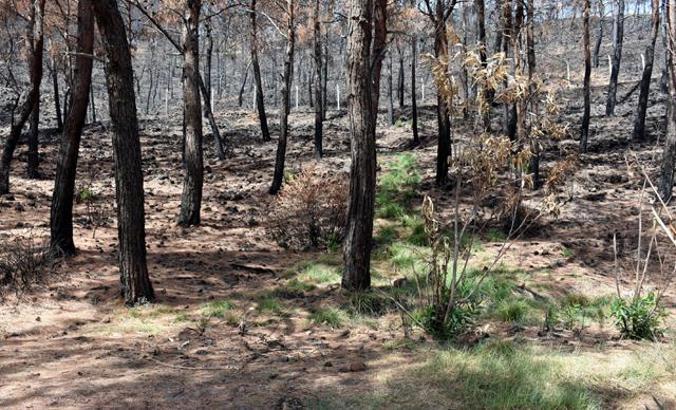 After the forest fire, nature revives in Marmaris