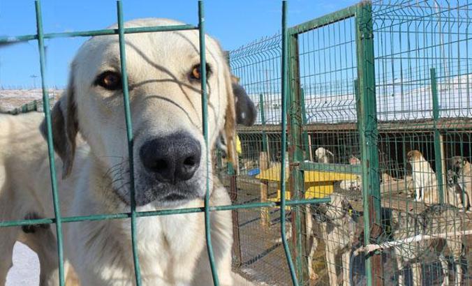 Sivas'ta sokak hayvanlarına 4 mevsime göre barınak hizmeti