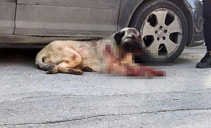 Kangal köpeği, tüfekle vurdu