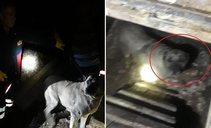 Kuyuya düşen köpek ile 2 yavrusunu itfaiye kurtardı