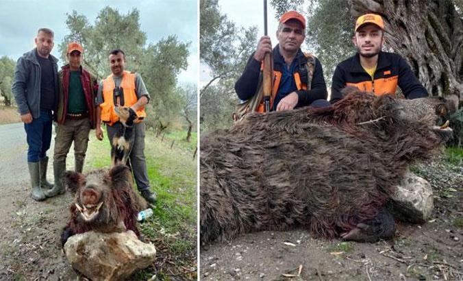 250 kiloluk domuz vurup, sosyal medyada paylaştılar