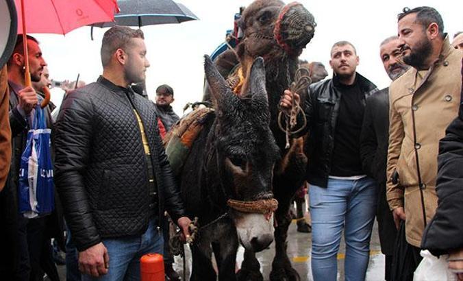 Beyoğlu'nda deve ve eşek ile PCR protestosu