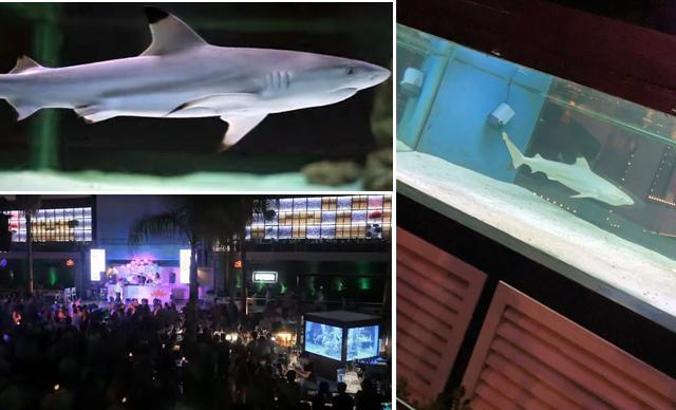 Diskotekteki köpek balığı için Almanya'dan çağrı