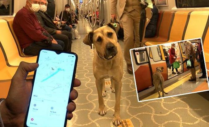 Mikroçip takılan Boji böyle takip ediliyor; bir günde 29 durak gezdi