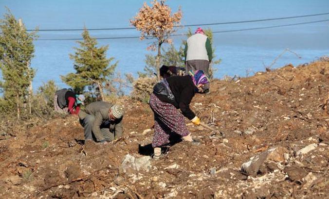 1900'lerde demir yolu yapımı için kesilen ardıç ağaçları, yeniden hayat bulacak