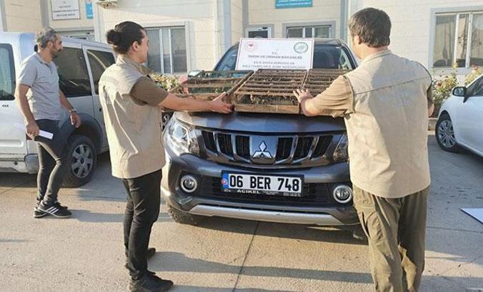 Sınır kapısında Suriye'ye götürülmek istenen 222 saka kuşu ele geçirildi