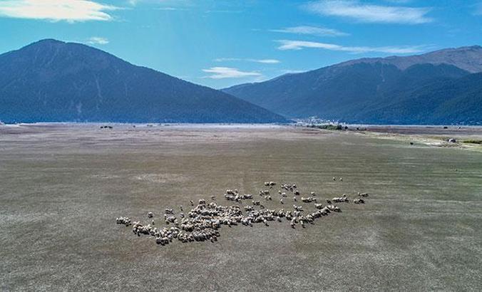 Kuruyan Avlan Gölü'nde, hayvanlar otluyor