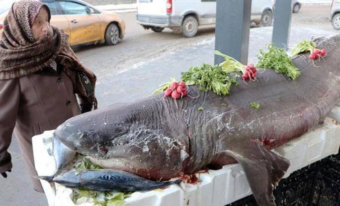 Karadeniz'de yakalanan köpek balığı Erzurum'da sergilendi