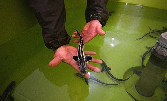 10 yıl önce Rusya'dan getirilen yumurtalar 'anaç' oldu