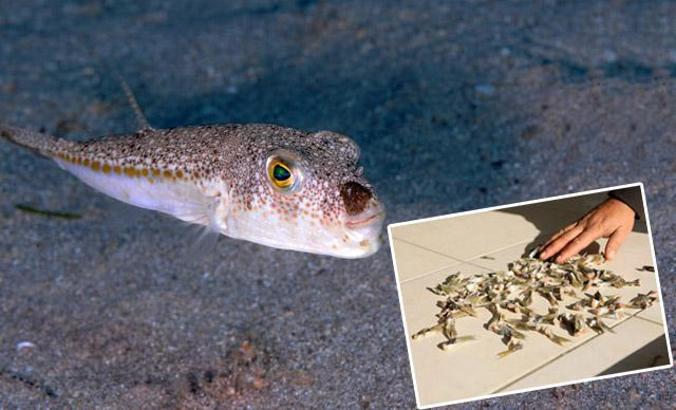 Balon balığı tebliği değişiyor, kuyruk alımı geri geliyor