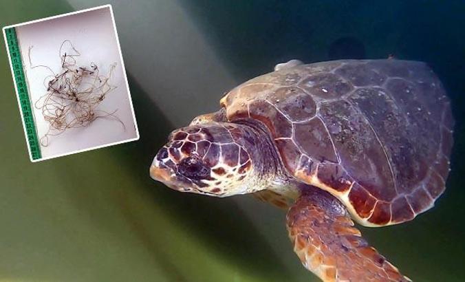 Caretta caretta misina kurbanı
