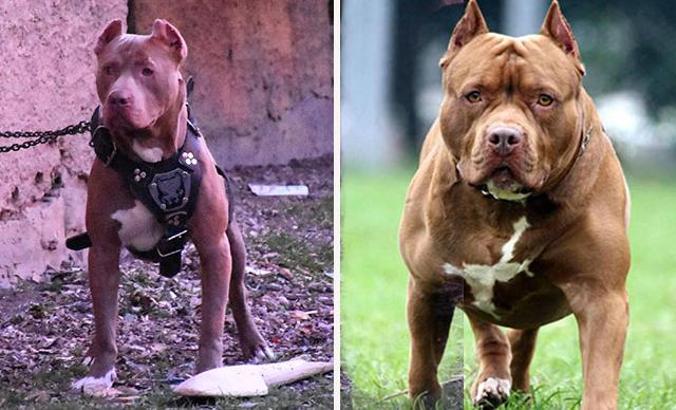 Bakanlıktan, 'tehlike arz eden köpek ırkları' genelgesi