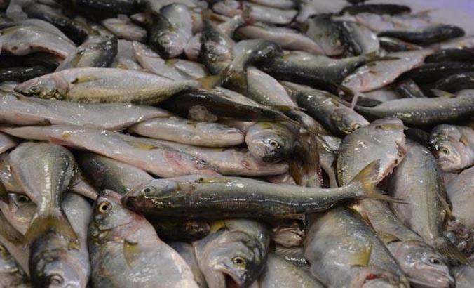 Boy sınırı altında avlanan lüferin nesli tehlikede