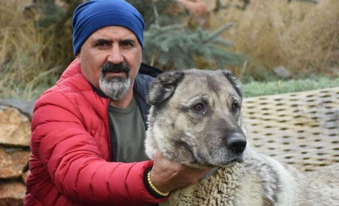Kangal köpekleri, 'kışlık zırhlarını' giyiyor