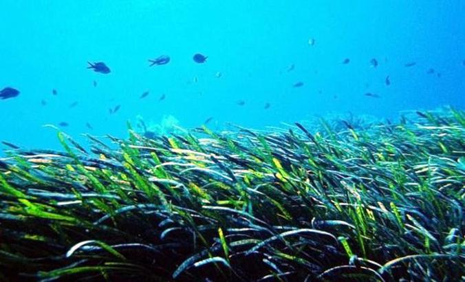 İki Türk bilim insanı BM İklim Değişikliği Konferansı’nda konuştu: Deniz çayırları korunmalı