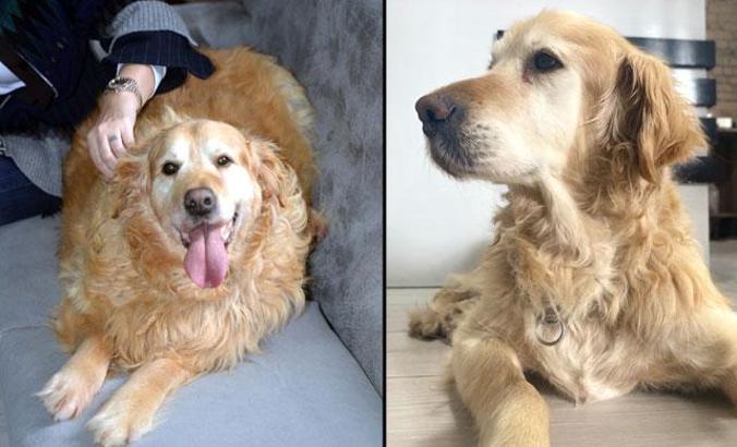 Obez köpek Paşa, 30 kilo verdi