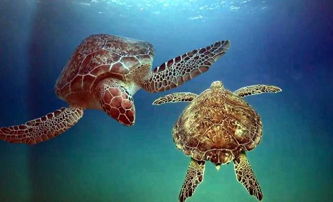 Deniz kaplumbağaları için plastik tehdidi