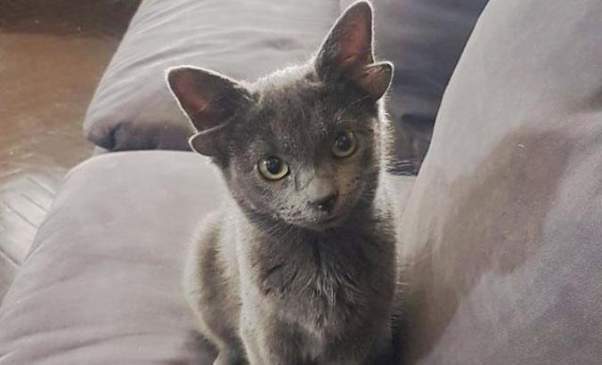 4 kulaklı kedi 'Midas', sokak hayvanlarına umut olacak
