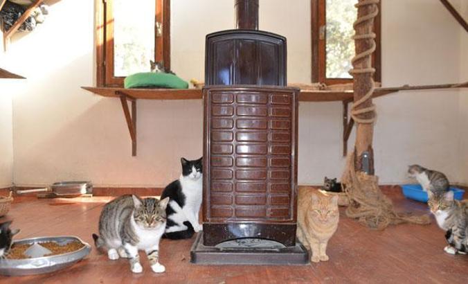 Engelli kedilere villa